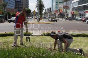 RESCATAN ÁREAS VERDES DE LA AVENIDA JUÁREZ