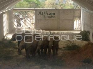 AFRICAM SAFARI . ELEFANTES