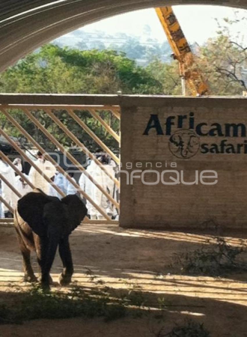 AFRICAM SAFARI . ELEFANTES