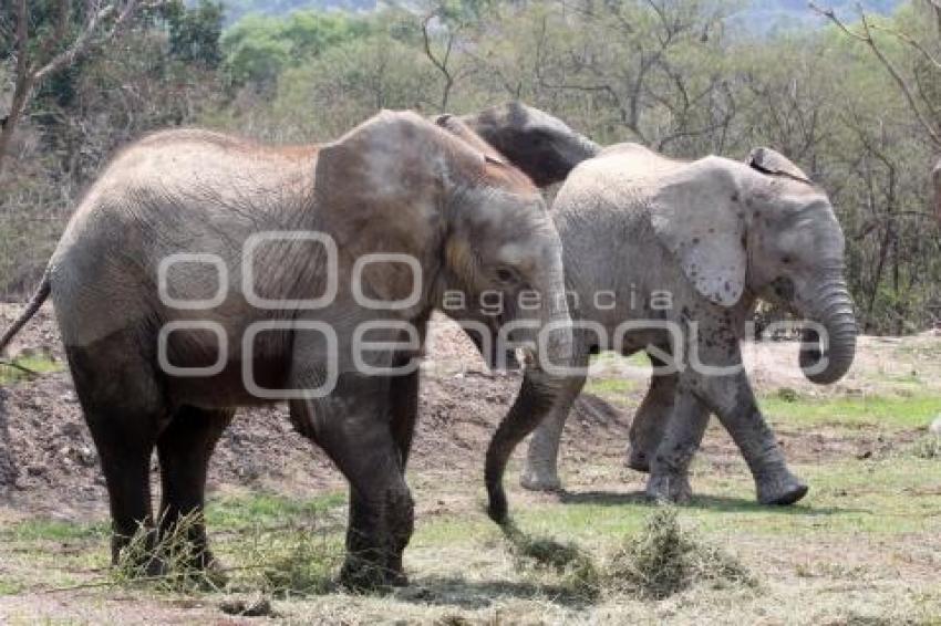 AFRICAM SAFARI . ELEFANTES