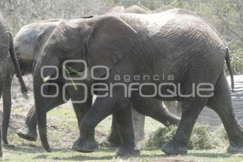 AFRICAM SAFARI . ELEFANTES