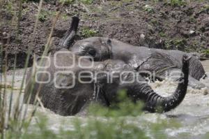 AFRICAM SAFARI . ELEFANTES