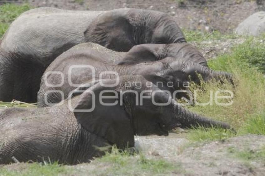 AFRICAM SAFARI . ELEFANTES