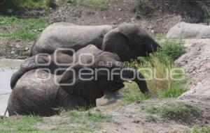 AFRICAM SAFARI . ELEFANTES