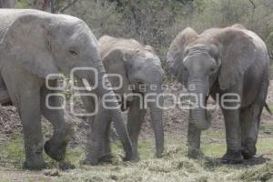 AFRICAM SAFARI . ELEFANTES