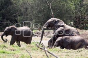 AFRICAM SAFARI . ELEFANTES