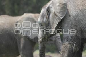 AFRICAM SAFARI . ELEFANTES