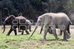 AFRICAM SAFARI . ELEFANTES