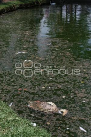 SUCIEDAD EN LAGUNA DEL PARQUE ECOLÓGICO