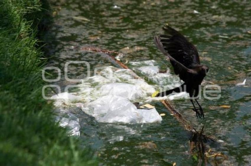 SUCIEDAD EN LAGUNA DEL PARQUE ECOLÓGICO