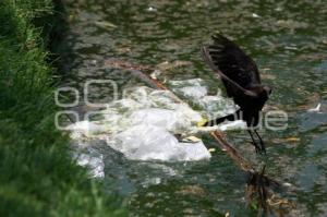 SUCIEDAD EN LAGUNA DEL PARQUE ECOLÓGICO