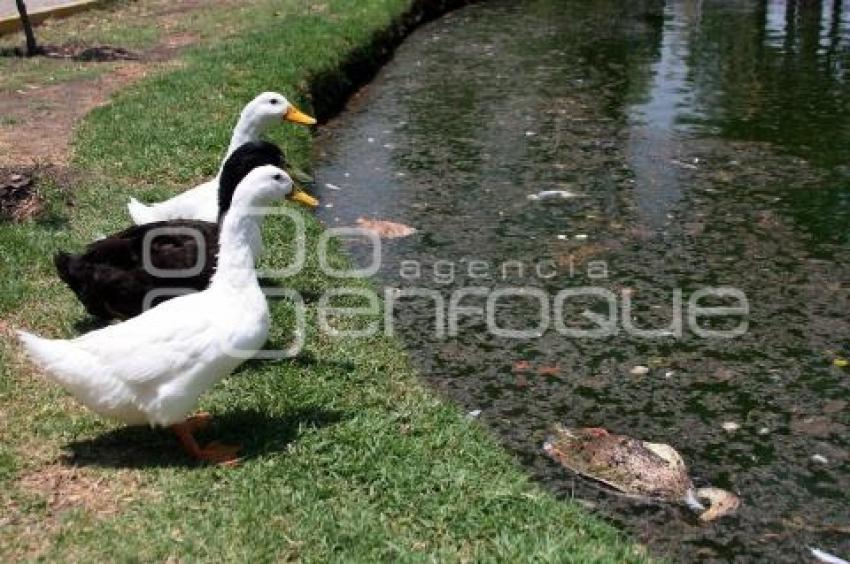 SUCIEDAD EN LAGUNA DEL PARQUE ECOLÓGICO