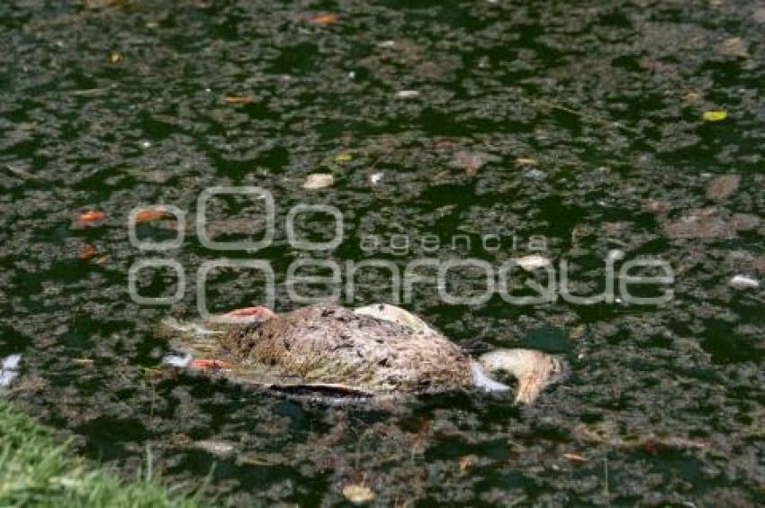 SUCIEDAD EN LAGUNA DEL PARQUE ECOLÓGICO