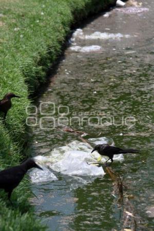 SUCIEDAD EN LAGUNA DEL PARQUE ECOLÓGICO