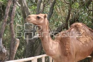 ANIMALES AFRICAM SAFARI