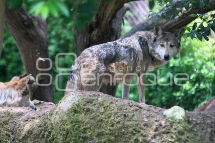 ANIMALES AFRICAM SAFARI