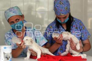 PARQUE LORO . CACHORROS DE LEÓN BLANCO