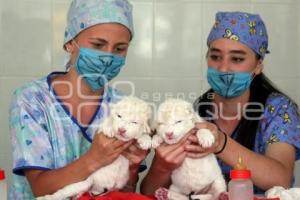 PARQUE LORO . CACHORROS DE LEÓN BLANCO