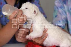 PARQUE LORO . CACHORROS DE LEÓN BLANCO