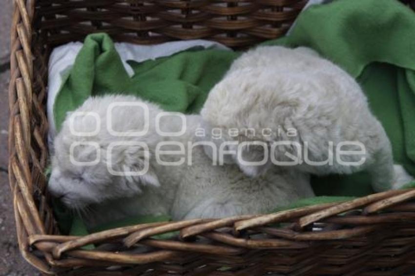 PARQUE LORO . CACHORROS DE LEÓN BLANCO
