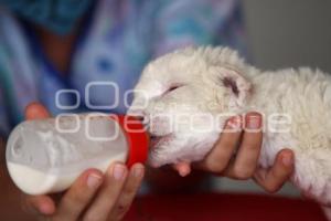 PARQUE LORO . CACHORROS DE LEÓN BLANCO