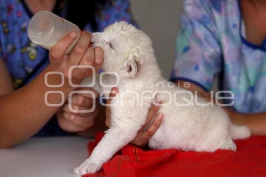 PARQUE LORO . CACHORROS DE LEÓN BLANCO