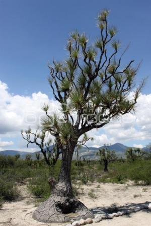 RESERVA BIOSFERA TEHUACÁN - CUICATLÁN