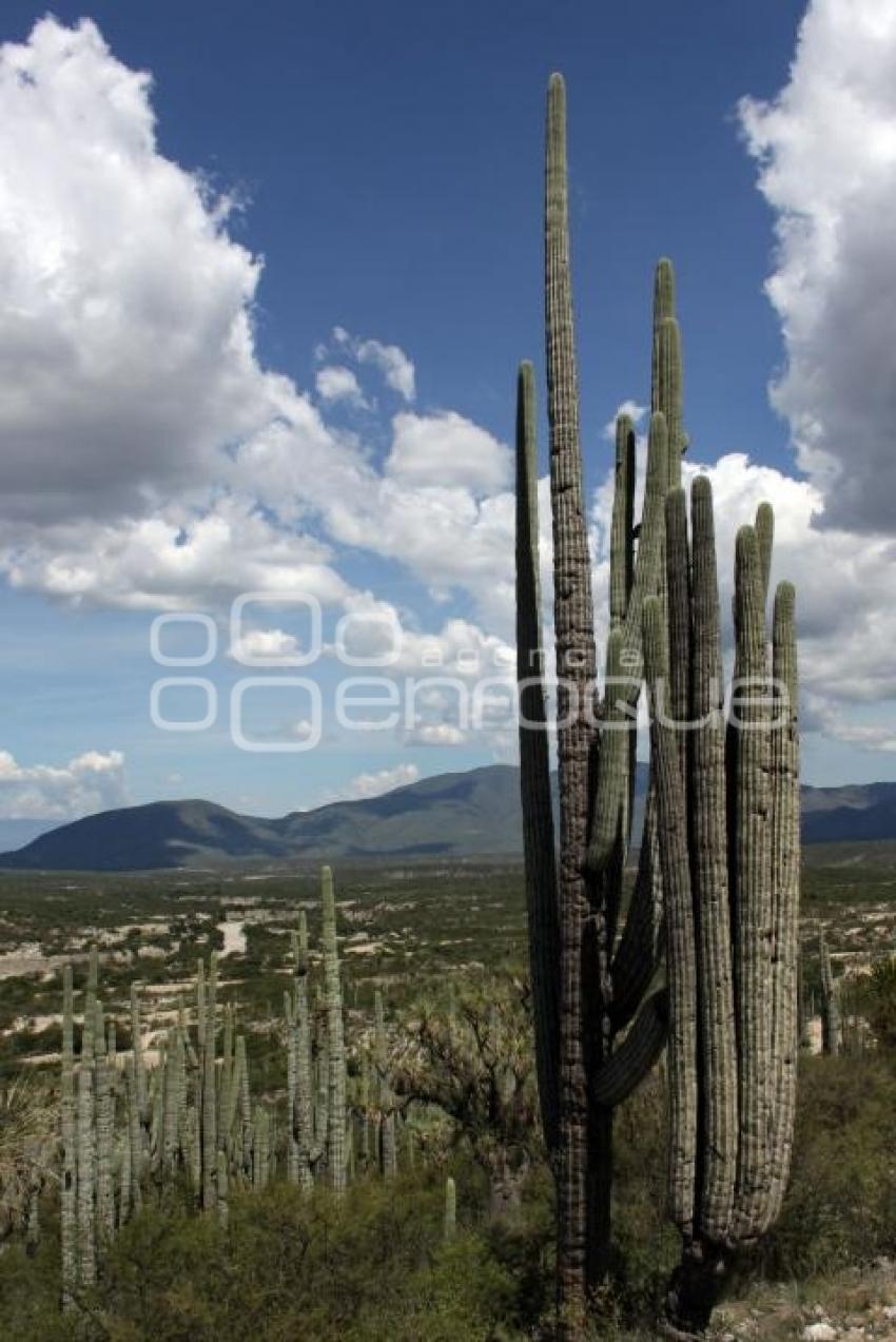 RESERVA BIOSFERA TEHUACÁN - CUICATLÁN