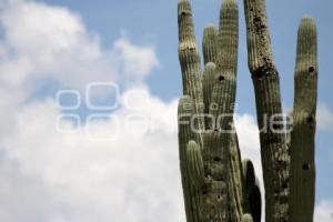 RESERVA BIOSFERA TEHUACÁN - CUICATLÁN