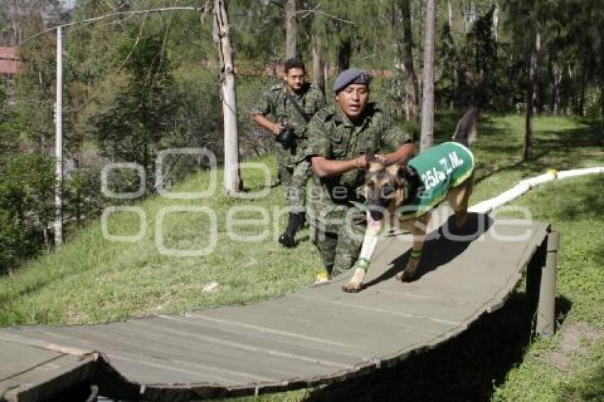 DEMOSTRACIÓN ADIESTRAMIENTO CANINO . EJÉRCITO