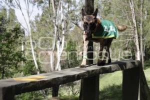 DEMOSTRACIÓN ADIESTRAMIENTO CANINO . EJÉRCITO