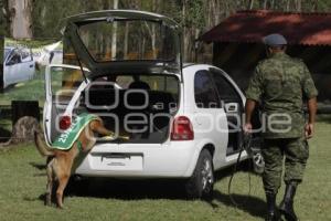 DEMOSTRACIÓN ADIESTRAMIENTO CANINO . EJÉRCITO