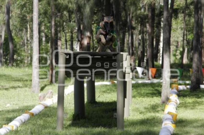 DEMOSTRACIÓN ADIESTRAMIENTO CANINO . EJÉRCITO