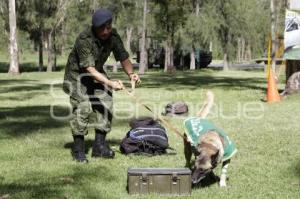 DEMOSTRACIÓN ADIESTRAMIENTO CANINO . EJÉRCITO