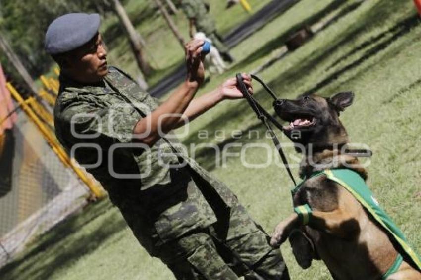 DEMOSTRACIÓN ADIESTRAMIENTO CANINO . EJÉRCITO