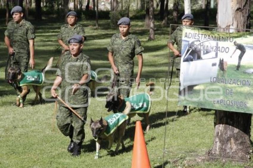 DEMOSTRACIÓN ADIESTRAMIENTO CANINO . EJÉRCITO