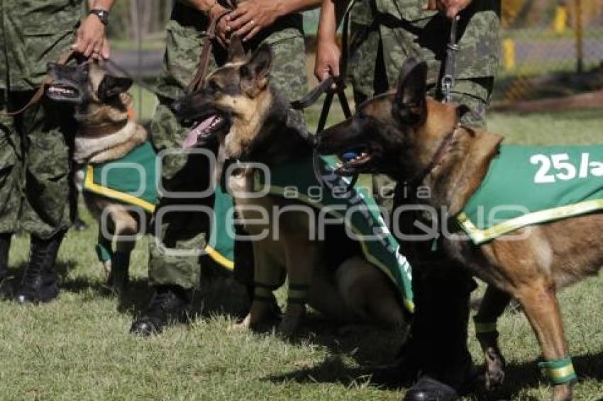 DEMOSTRACIÓN ADIESTRAMIENTO CANINO . EJÉRCITO