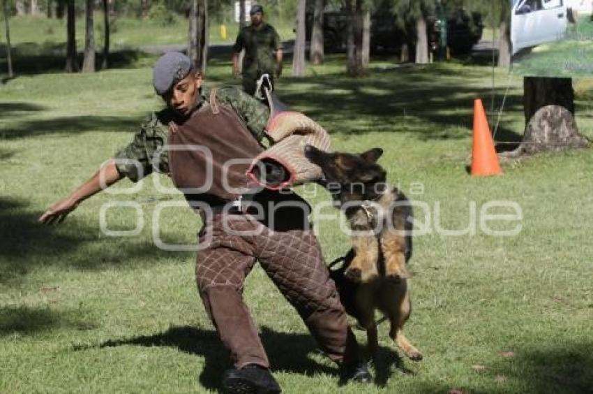 DEMOSTRACIÓN ADIESTRAMIENTO CANINO . EJÉRCITO