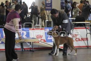 CIRCUITO NACIONAL CANINO