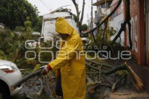 CAIDA DE ARBOLES E INUNDACIONES