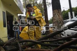 CAIDA DE ARBOLES E INUNDACIONES