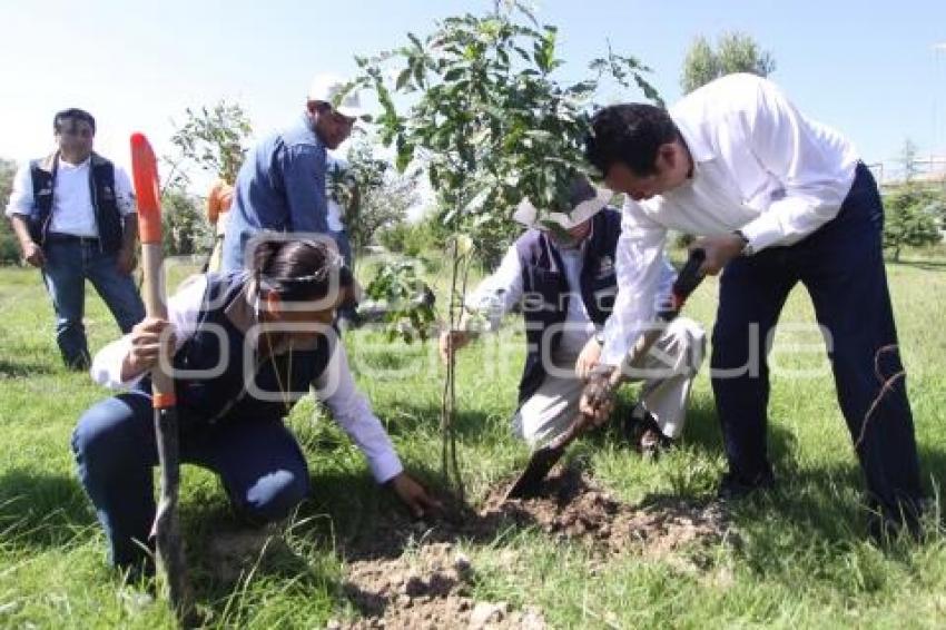 REFORESTACIÓN PARQUE BICENTENARIO 18 DE NOVIEMBRE.VW