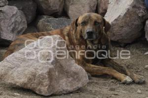 PRIMERA PIEDRA ESTANCIA CANINA