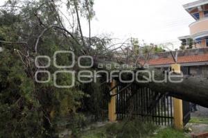 CAE ÁRBOL POR LLUVIAS EN ZONA MAYORAZGO