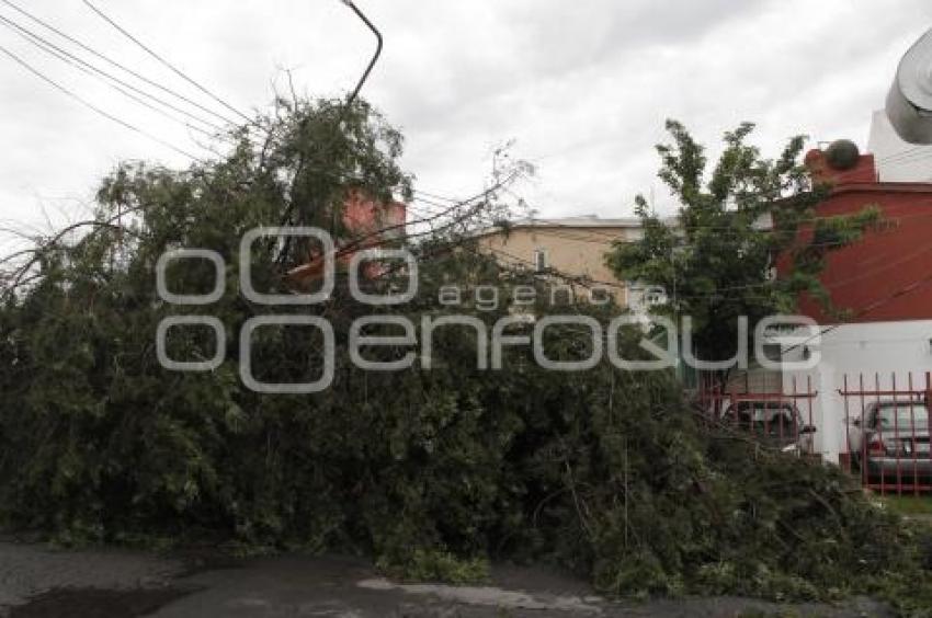 CAE ÁRBOL POR LLUVIAS EN ZONA MAYORAZGO