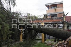 CAE ÁRBOL POR LLUVIAS EN ZONA MAYORAZGO