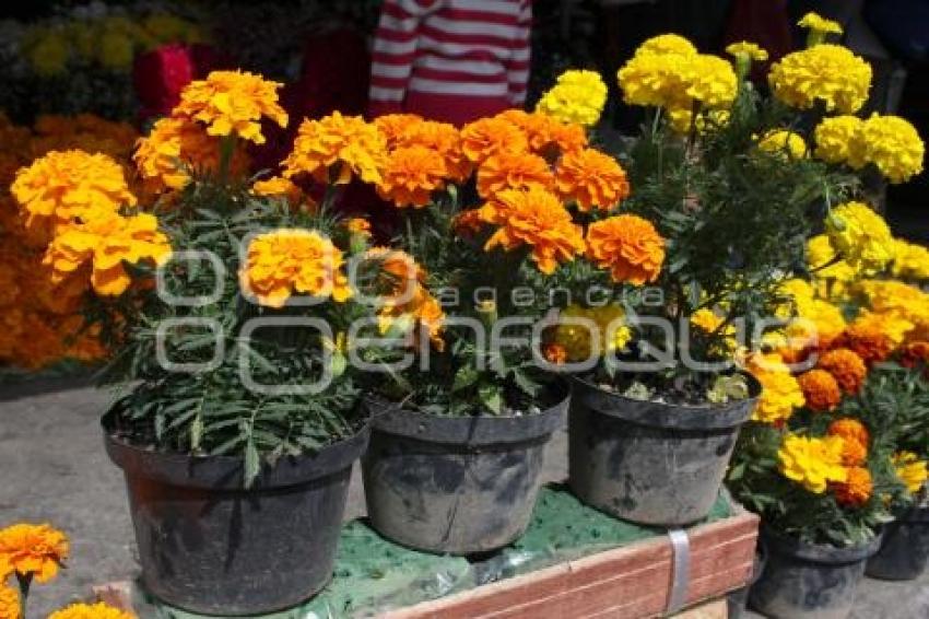 FLOR DE MUERTO