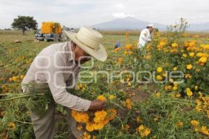 CORTE FLOR DE MUERTO