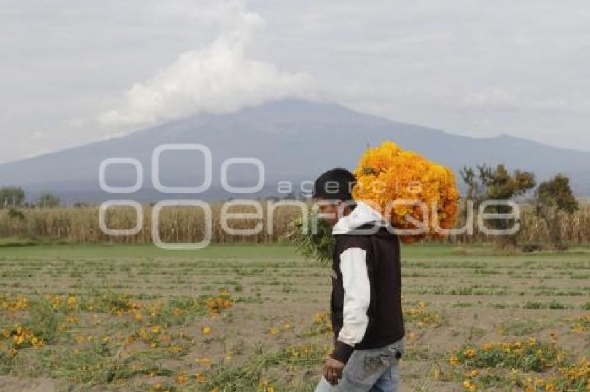 CORTE FLOR DE MUERTO