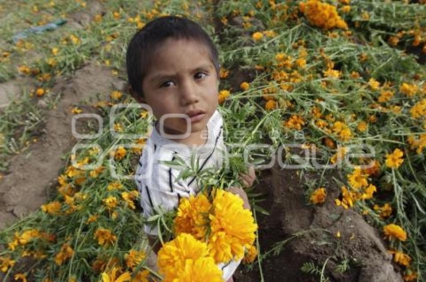 CORTE FLOR DE MUERTO